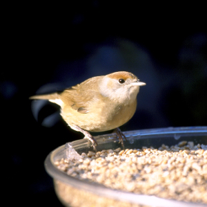 Blackcap