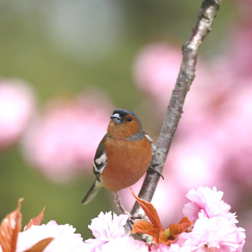 Chaffinch